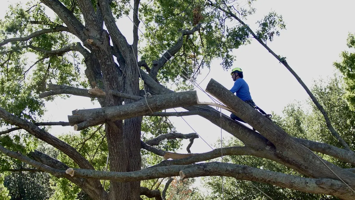 Professional Crown Thinning performed by certified arborists in Port Arthur